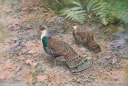 婆罗洲孔雀雉`Bornean Peacock Pheasant (1918~1922) by George Edward Lodge