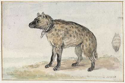 斑鬣狗`Gevlekte hyena (1767 ~ 1769) by Aert Schouman