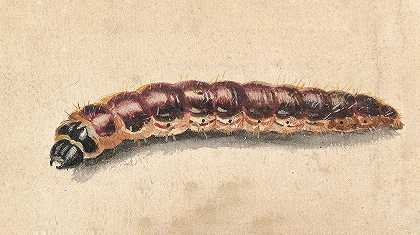 毛毛虫`A Caterpillar (late 17th–early 18th century) by Jan Vincentsz van der Vinne