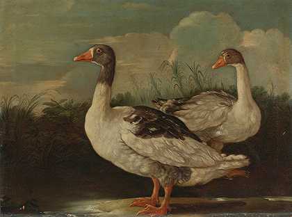 两只骄傲的鹅`Two Proud Geese (17th Century) by Central Italian School