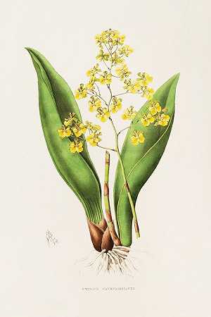 文心兰`Oncidium Cavendishianum (1837~1843) by James Bateman