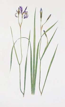 棱镜鸢尾花`Iris prismatica (1913) by William Rickatson Dykes
