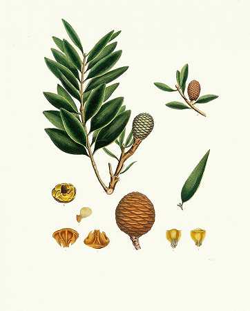 Dammara orientalis=龙柏树`Dammara orientalis = Amboyna pitch tree (1837) by Aylmer Bourke Lambert