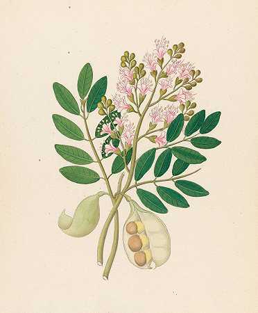 Schotia Nov.Sp.【宽叶Schotia】`Schotia Nov. Sp. [Schotia latifolia] (1817) by Clemenz Heinrich Wehdemann
