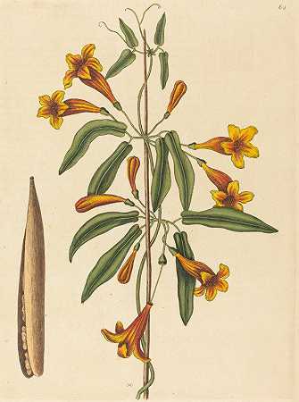 杂交葡萄`Cross~vine (Bignonia capreolata) (1754) by Mark Catesby