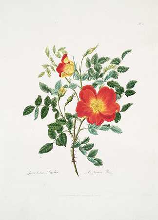 黄体双色粉`Rosa lutea~bicolor (1799) by Mary Lawrance
