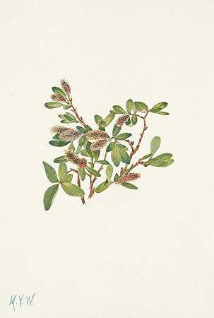 岩柳。喜岩柳`Rock Willow. Salix petrophila (1925) by Mary Vaux Walcott