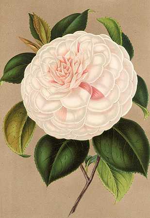 茶花夫人纪念印`Camellia Madame Cachet (1854~1896) by Charles Antoine Lemaire