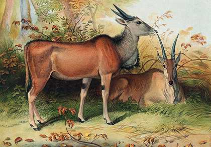 大羚羊`The Eland (1861~1867) by Joseph Wolf