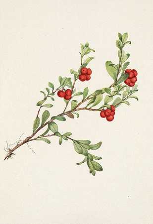 熊莓（水果）Arctostaphylos uva ursi`Bearberry (fruit) Arctostaphylos uva~ursi (1925) by Mary Vaux Walcott