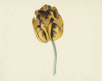 Tulp叫Bizard Leodie。`Tulp genaamd Bizard Leodie (1741 ~ 1795) by Cornelis van Noorde