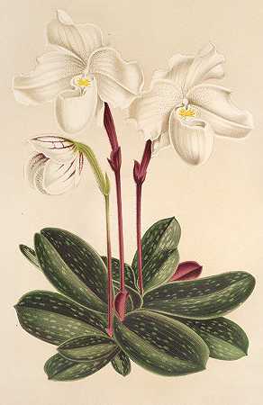 一级塞浦路斯人`Cypripedium niveum (1854~1896) by Charles Antoine Lemaire