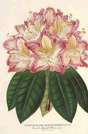 黄花杜鹃`Rhododendrum ornatissimum (hybr.) (1854~1896) by Charles Antoine Lemaire