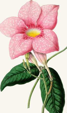 壮丽的迪普拉德尼亚`Dipladenia magnifica (1852~1861)