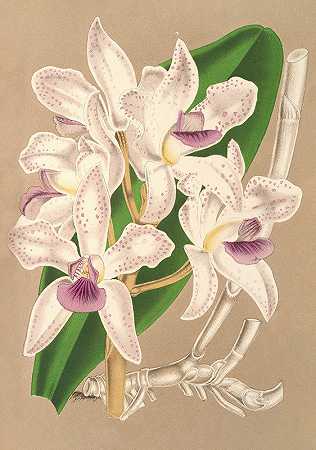 紫晶卡特兰`Cattleya amethystoglossa (1854~1896) by Charles Antoine Lemaire