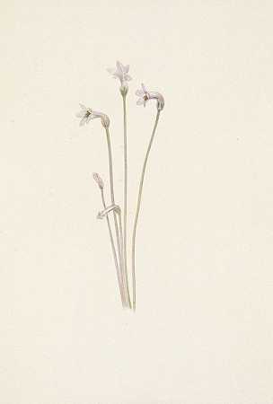 幽灵管。独叶海鞘`Ghostpipe. Thalesia uniflora (1925) by Mary Vaux Walcott