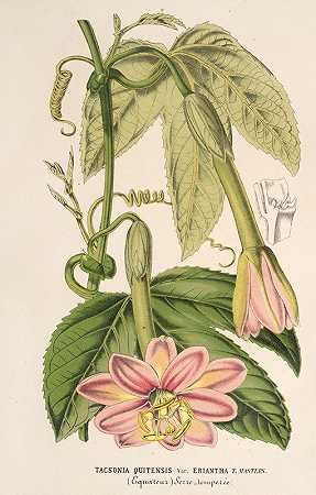 塔克松属植物`Tacsonia quitensis var. eriantha (1854~1896) by Charles Antoine Lemaire