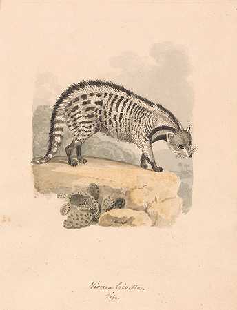 非洲灵猫`African Civet (ca. 1817) by Samuel Howitt