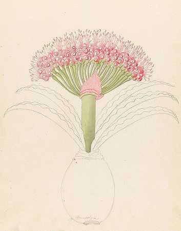 大花布伦斯威吉亚`Brunswigia [Brunsvigia grandiflora] (1817) by Clemenz Heinrich Wehdemann