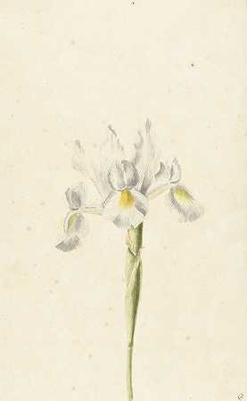 白鸢尾`Witte iris (1664) by Pieter Withoos