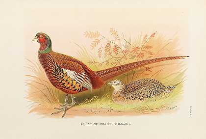 甘蓝王子野鸡`Prince of Wales Pheasant (1918~ 1922) by William Beebe