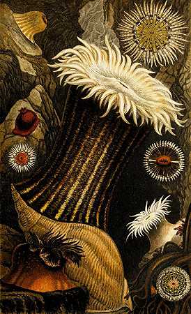 尼维雅沙迦、小叶沙迦、小叶沙迦、寄生沙迦`Sagartia nivea, S. miniata, S.troglodytes, S. parasitica (1860) by Philip Henry Gosse
