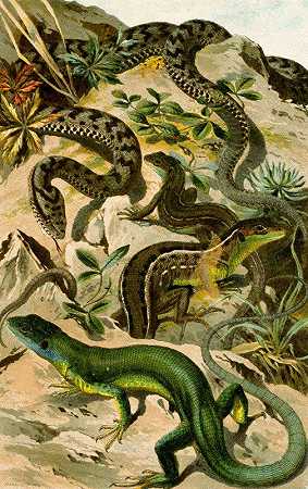 绿色蝰蛇`Vipera aspis, Lacerta viridis (1897) by Bruno Dürigen