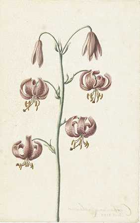 红褐色百合枝`Takje met roodbruine lelies (1725) by Catharina Lintheimer