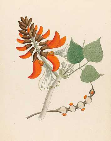 刺桐碱`Erythrina Caffras (1817) by Clemenz Heinrich Wehdemann