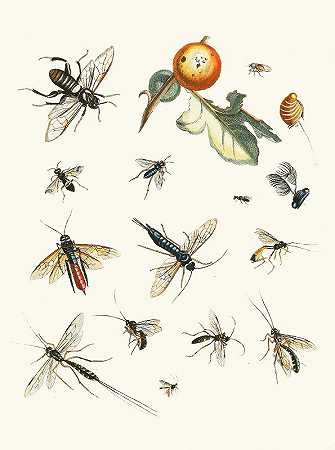 苏尔泽博士《昆虫简史》，第25页`Dr. Sulzers Short History of Insects, Pl. 25 (1776) by Johann Heinrich Sulzer