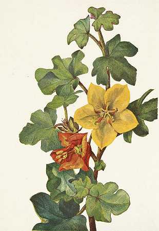墨西哥弗里蒙特。墨西哥佛蒙特龙`Mexican Fremontia. Fremontodendron mexicanum (1925) by Mary Vaux Walcott