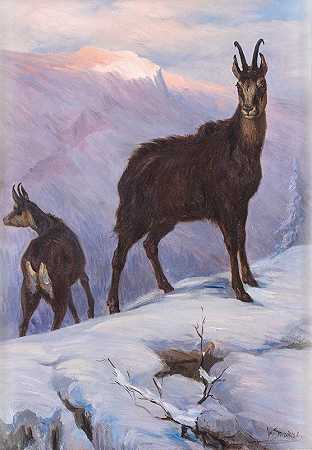 冬季高山上的两只羚羊`Zwei Gämsen im winterlichen Hochgebirge by Josef Straka