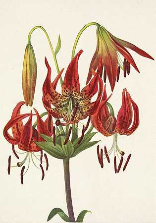 土耳其百合。超级百合`Turkscap Lily. Lilium superbum (1925) by Mary Vaux Walcott