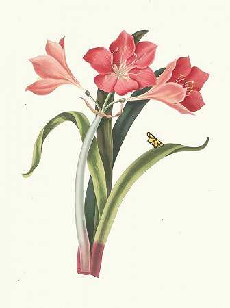 紫石蒜（大调）`Amaryllis Purpurea (Major) (1834) by Priscilla Susan Bury