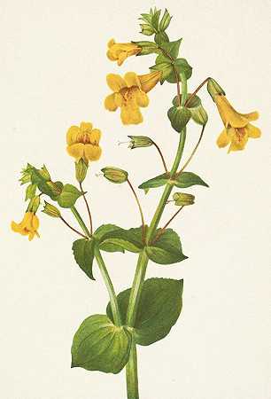 西猴头花。玄参科猴面花`Western Monkeyflower. Mimulus guttatus (1925) by Mary Vaux Walcott