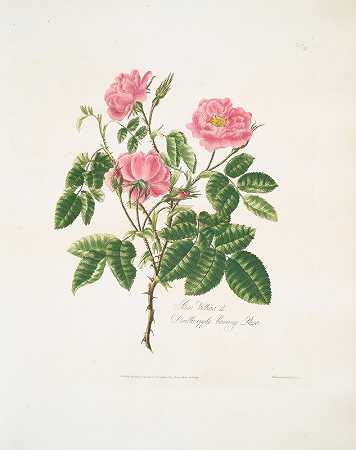 粉红色绒毛`Rosa villosa (1799) by Mary Lawrance