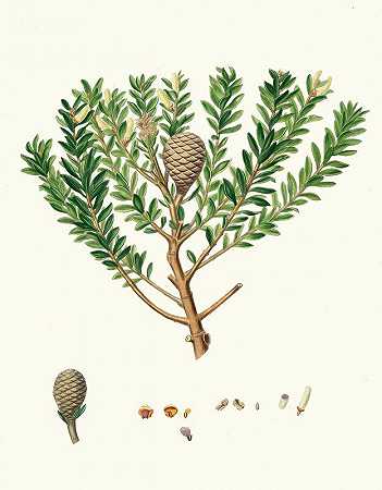 Dammara Australis=新西兰沥青树，或Cowrie`Dammara Australis = New Zealand pitch tree, or Cowrie (1837) by Aylmer Bourke Lambert