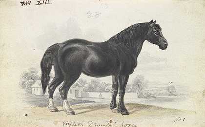 英国驮马`English Draught Horse (1837) by Charles Hamilton Smith