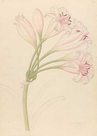 石蒜属[线性石蒜属]`Amarillis [Crinum lineare] (1817) by Clemenz Heinrich Wehdemann