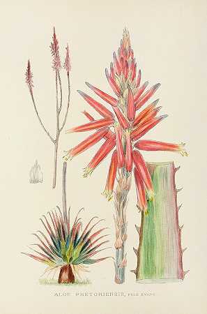 美丽芦荟`Aloe Pretoriensis (1921) by Illtyd Buller Pole-Evans