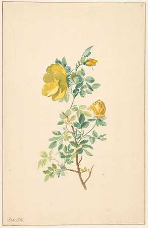 黄玫瑰的枝条（蔷薇）`Tak van een gele roos (Rosa Lutea) (c. 1775 ~ c. 1825) by Willem van Leen