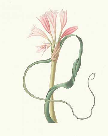 长叶石蒜`Amaryllis Longifolia (Glauca) (1834) by Priscilla Susan Bury