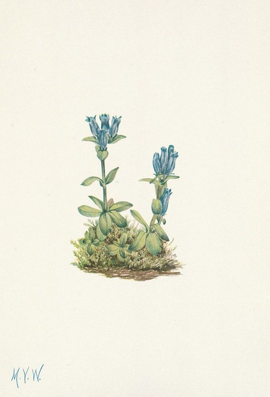 蓝绿色龙胆。龙胆`Bluegreen Gentian. Gentiana glauca (1925) by Mary Vaux Walcott