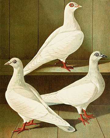 光滑的腿，平头长喙宽吻海豚`Glattfüssige, Flachstirnige Langschnabel~Tümmler (1884~1886) by Gustav Prütz