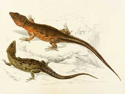 小鳞片灯心草（雄性和雌性）`Cordylus Microlepidotus (Male and Female) (1838~1849) by Sir Andrew Smith