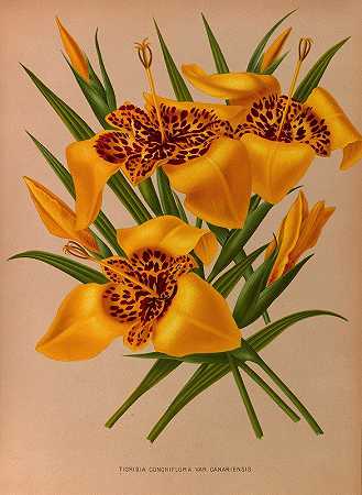 海棠。加拿大变种`Tigridia Conchiplora.Var.Canariensis (1872~1881) by Arentine H. Arendsen