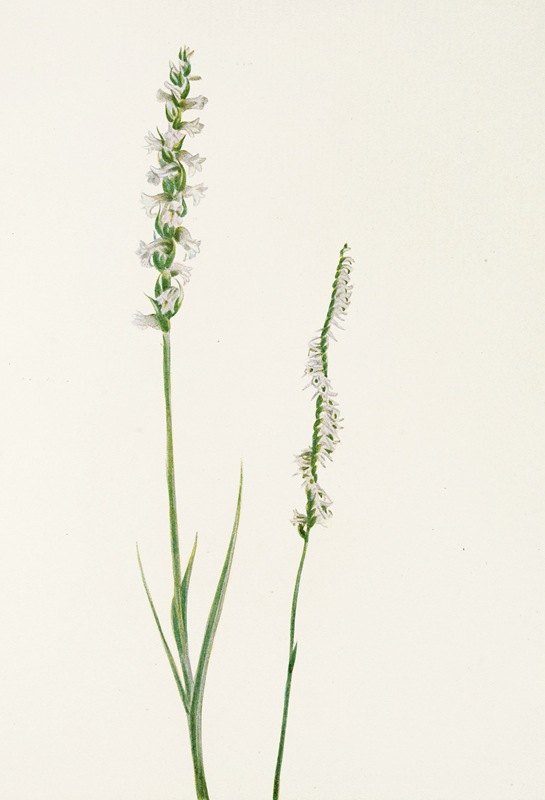 猪笼草。（紫草）`Pitcherplant. (Sarracenia purpurea) (1925) by Mary Vaux Walcott