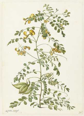 鱼鳔槐`Blazenstruik (Colutea arborescens) (1682) by Herman Saftleven