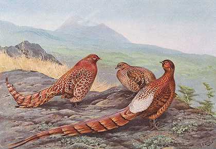 闪烁铜雉，Ijima和铜雉`Scintillating Copper Pheasant, Ijimas Copper Pheasant (1918~1922) by George Edward Lodge