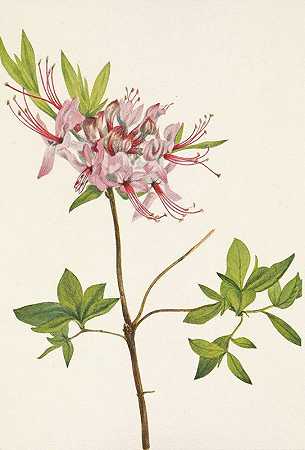 Pinxterbloom。裸花杜鹃`Pinxterbloom. Azalea nudiflora (1925) by Mary Vaux Walcott